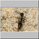 Methocha ichneumonides - Trugameise w07 6mm.jpg